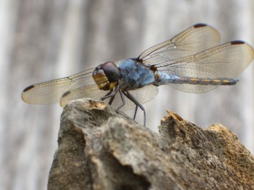 Verspannungen, Kieferbeschwerden, Rückenschmerzen, Siegburg, Hennef